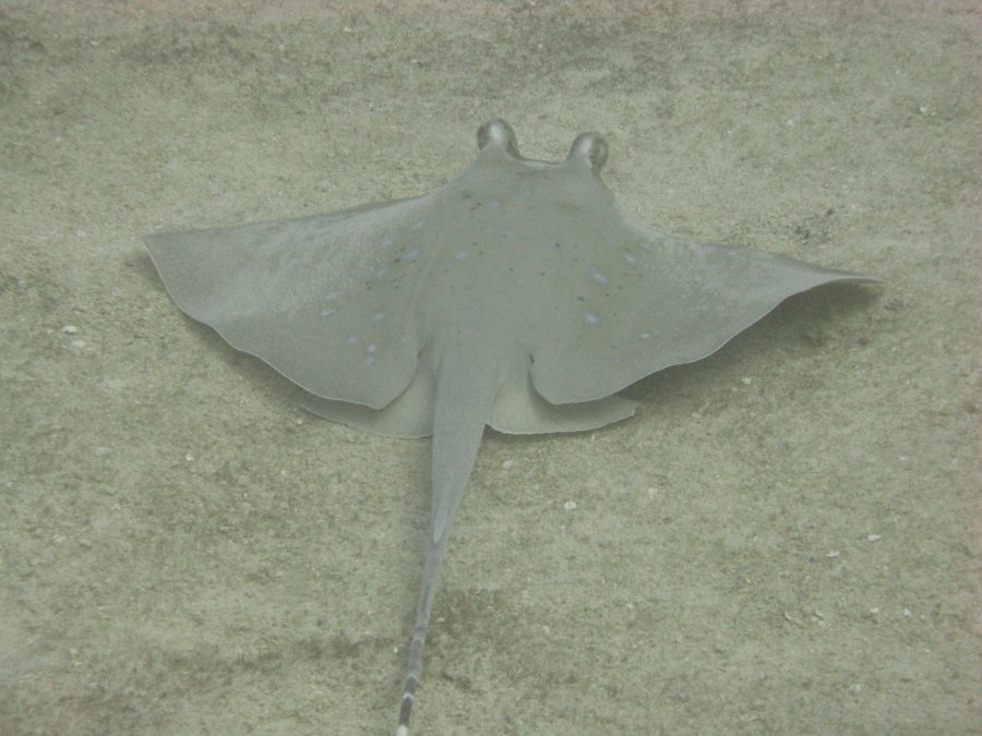 Dive Photos/2009-07 Great Barrier Reef/img_0794.jpg